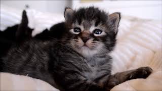 Котята 20 дней Котята 20 дней