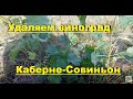 ВИНОГРАД КАБЕРНЕ-СОВИНЬОН -19-22°С   будем удалять - ПОЧЕМУ????