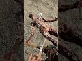 SON OF FOREST KILLER SHORTS #SONOFFOREST #ytshorts #shorts#viralshorts