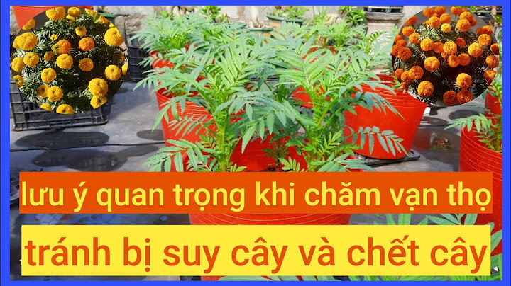 Hiếm khi alkaloid và chất nào hiện diện trong cây