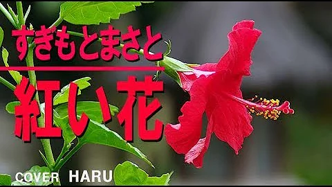 紅い花 すぎもとまさと Mp3