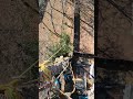 El Chapi es un Máster 🔥☘️🌲🔥 #arboleros #treework #treeremoval #treeclimber #climbing #ropework
