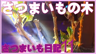 【Sweet potato tree】さつまいもの木【さつまいも日記11】「芋づるの冬越し」「さつまいも苗つくり」「芋づるの再生栽培」「ペットボトル栽培」「さつまいもプラカップ栽培」