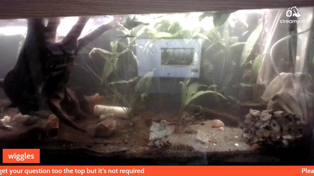 75 gallon community  tank