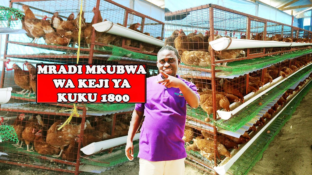 UFUGAJI WA KUKU 2023 |MRADI MKUBWA WA KEJI/CAGE YA KUKU 1800 UNAJENGWA DODOMA|