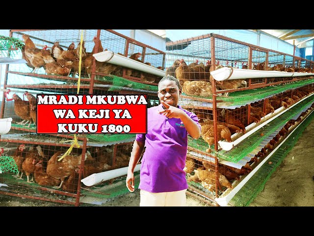 UFUGAJI WA KUKU 2023 |MRADI MKUBWA WA KEJI/CAGE YA KUKU 1800 UNAJENGWA DODOMA| class=