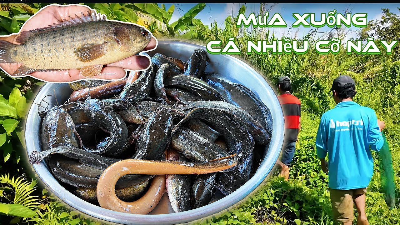 Trúng đậm CÁ LƯƠN khi mùa mưa kéo dài | Gấc Quê