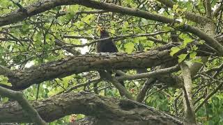 beautiful Blackbird #rspb #birdlovers #birdphotography #birdwatcher #birdsongs #birdcalls #blackbird