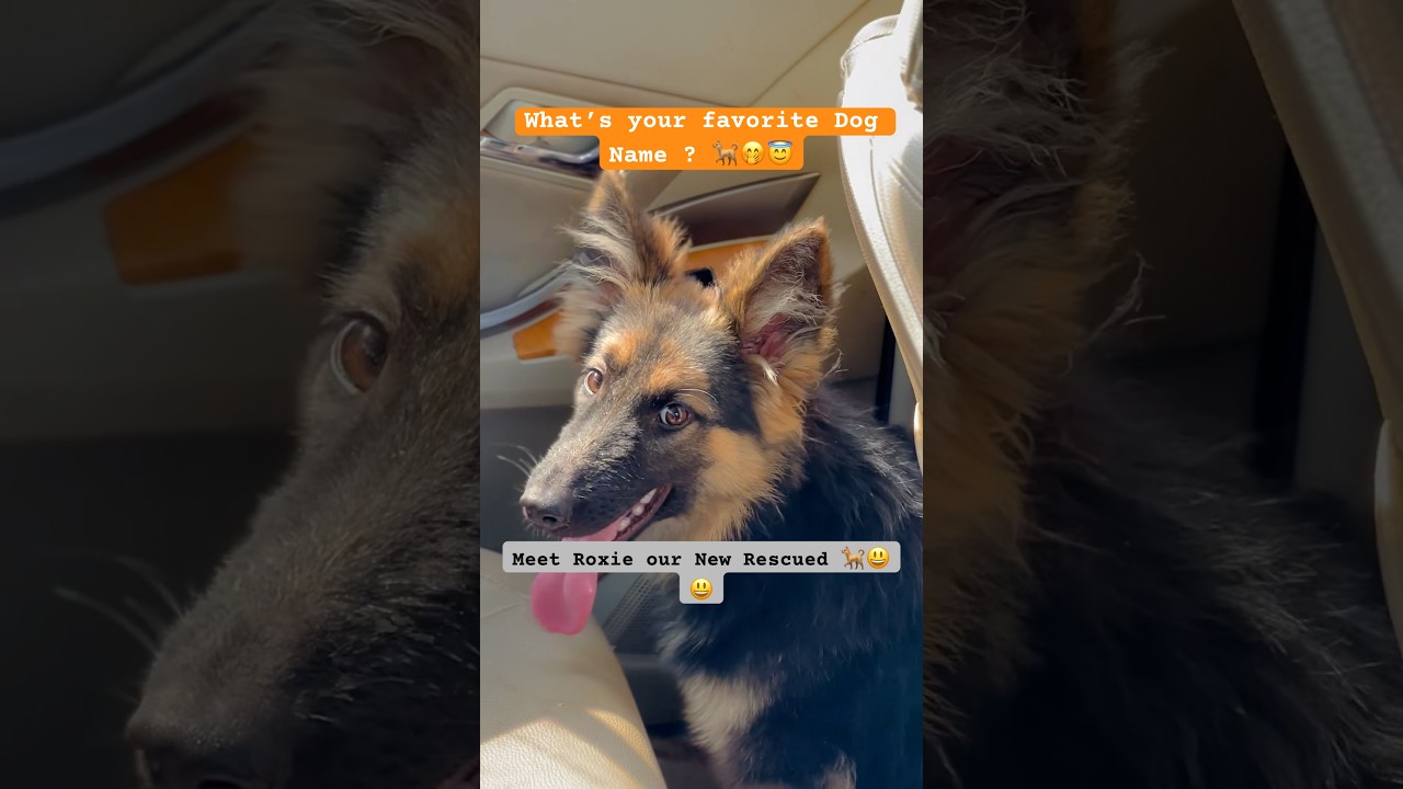 What’s Your Favorite Dog Name? 😃🤭🐕 met our new Rescued Dog Roxie #dog # ...
