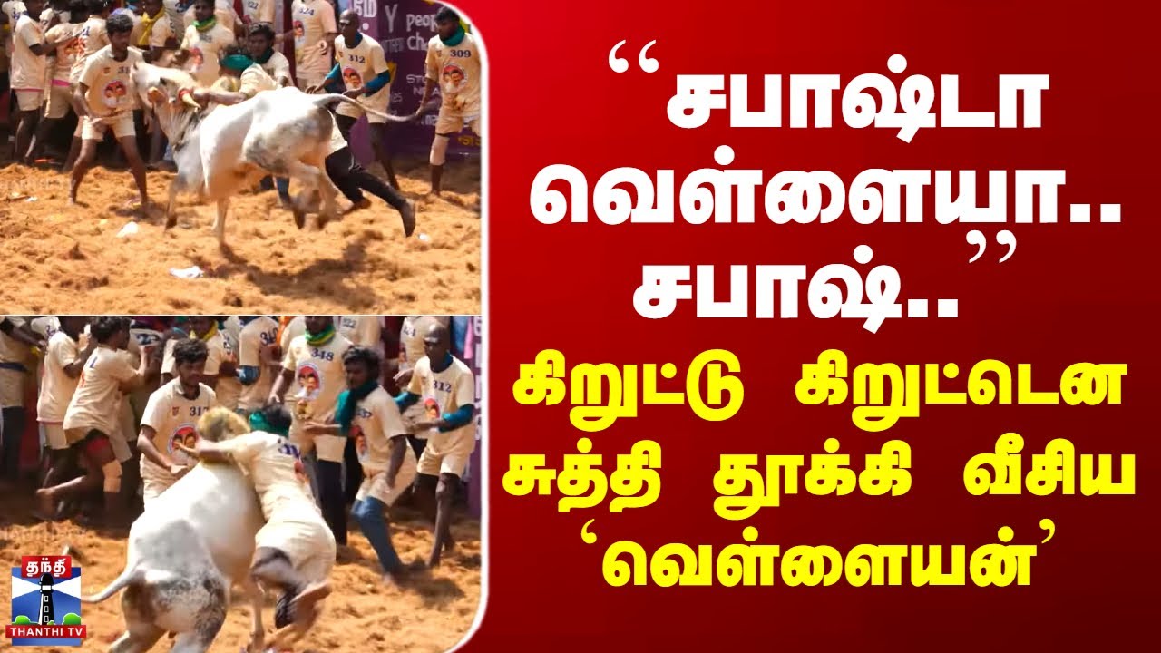 Alanganallur | ``சபாஷ்டா வெள்ளையா.. சபாஷ்..’’ - கிறுட்டு கிறுட்டென சுத்தி தூக்கி வீசிய `வெள்ளையன்’