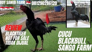 BLACK TIGER ,CUCU AYAM  BLACKBULL SANGO FARM UMUR 6 BULAN ,NFS / SHOW ONLY 🐯🏆