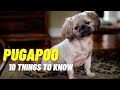 Pugapoo Dogs 101 - Top 10 Things to know about the Pug and Poodle Mix