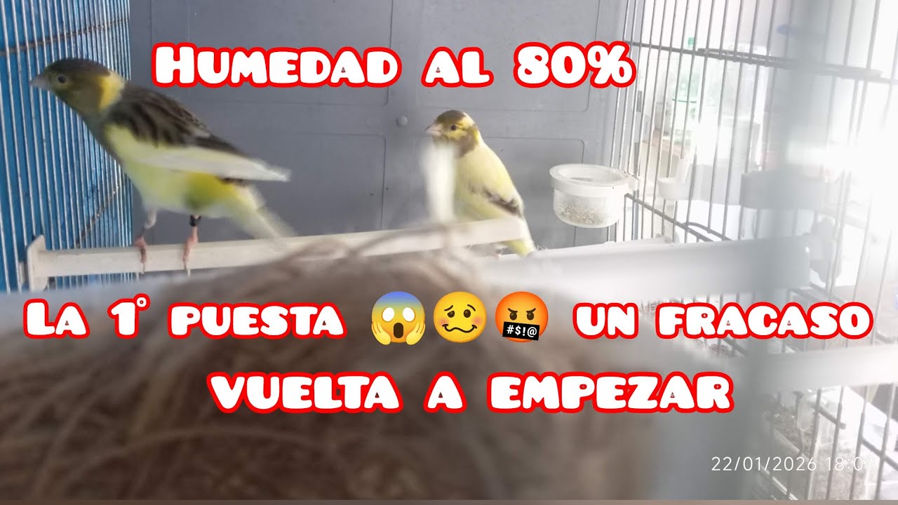 😵EMPEZAMOS MAL😩 #timbrado #canary #birds #ornitologia #mascotas #pajaros #aviario #ornitologia #bird