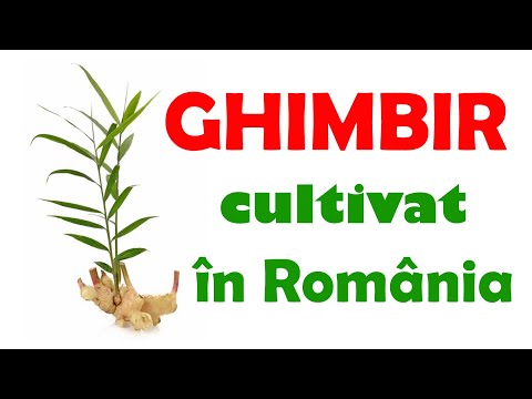 Video: De Unde Să Cumpere Ghimbir