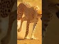 Cheetah vs Baby Ostrich 🐆🔥 Ultimate Speed Chase! #Shorts