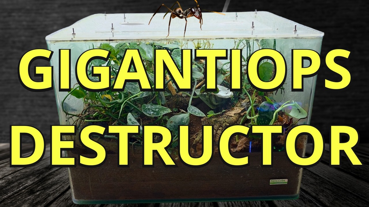 GIGANTIOPS DESTRUCTOR  en fourmilière végétale 🌿