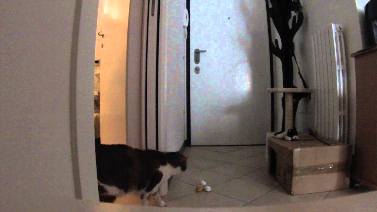 gopro cat home alone YouTube