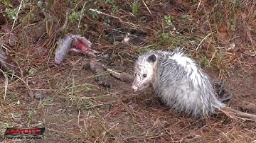 Check Day 6 - Rain and Grinners - Semi Live Trapline