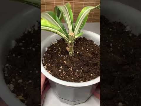 Обрезка и укоренение драцены #shorts #драцена #dracaena