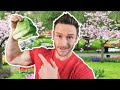 Best 5 Greens to Eat While Low Carb