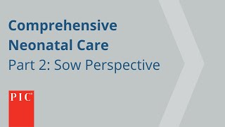 Comprehensive Neonatal Care - Part 2: The Sow Perspective | Pig Improvement Company