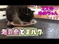 【子猫 成長記録37】子猫の可愛い離乳食とミルクの様子【cute kitten 37】【cute kitten】【cute cat】 【子猫保護】