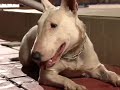 Dr.  Pet Visita Bull Terrier Feroz - Domingo Espetacular R7