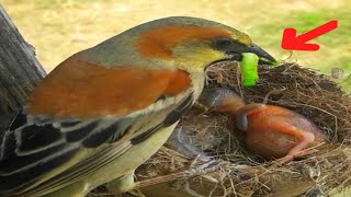 housesparrow The mother bird brings a blue worm to feed the baby#bird