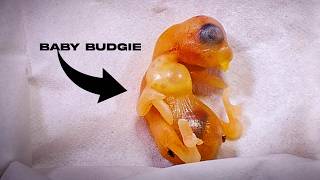 Possible Causes: Baby Budgie Sudden Death