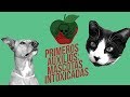 Cosas que NUNCA debes hacer si tu mascota se ha intoxicado ☠️🐶🐱 | ¡Tú puedes salvar su vida!