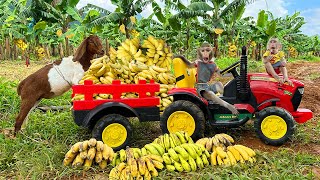 Фермер Бим Бим и его козленок собирают бананы и заботятся о послушной обезьянке Оби.
