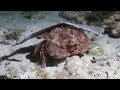 Redeye Sponge Crab