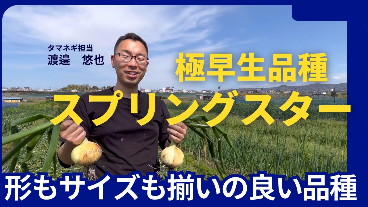 高田種苗オンライン / 極早生玉葱品種 スプリングスター