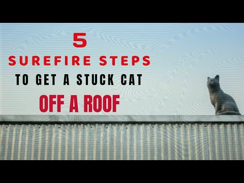 Five easy steps to get a stuck cat off a roof | The cat&rsquo;s whiskers