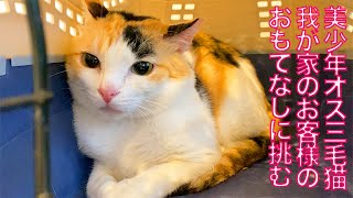 オス三毛猫、お客様のおもてなしに挑む 'OMOTENASHI' of the male-calico cat
