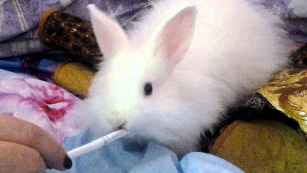 Заяц с сигаретой картинки