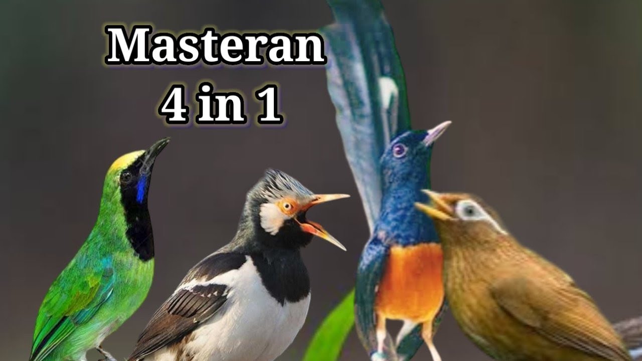 MASTERAN KOMBINASI 4 IN 1 JALAK SUREN,MURAI BATU,CUCAK IJO DAN WAMBIE