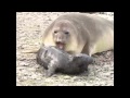 Birth of an elephant seal