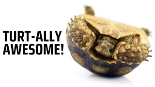 Fascinating Facts You Didn't Know About Turtles! 🐢 by Paws&Claws 59 views 11 months ago 5 minutes, 3 seconds