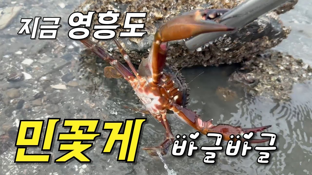 지금 영흥도 민꽃게가 바글바글 