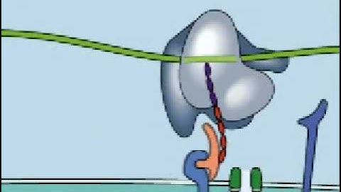 Recognition Particle SRP