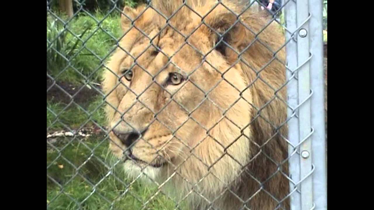 Feeding Asiatic Lions at Bristol Zoo YouTube