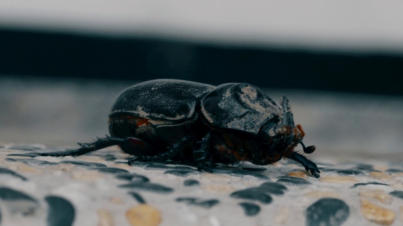 可愛動物區 1216 摔不死的王者 微獨角仙 華扁犀金龜 Youtube