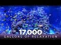 17,000 Gallon Reef Aquarium Relaxation & Chill [4K]