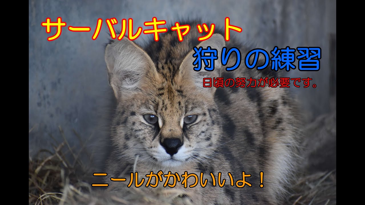 サーバルキャットニールの狩りの練習 サーバルキャット 群馬サファリパーク Youtube サーバルキャットニールの狩りの練習 サーバルキャット 群馬サファリパーク Youtube