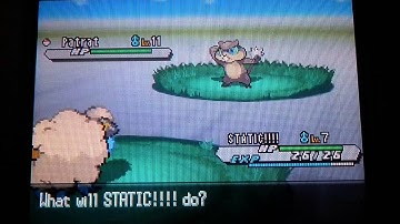 Live! Shiny Patrat after 29861 Random Encounters (Pokemon White 2)