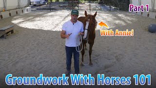 You Need These Concepts For Groundwork With Horses! - Part 1