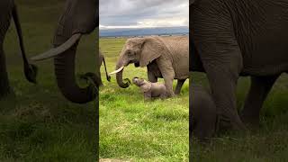 Unveiling the Heartwarming Bond Between a Mother and Baby Elephant in Amboseli!