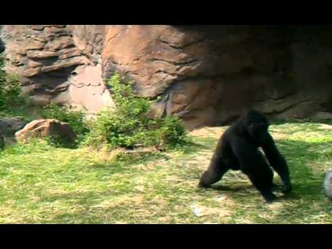 Dallas zoo gorilla scares women.