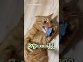 ママのものを奪って返さない猫
